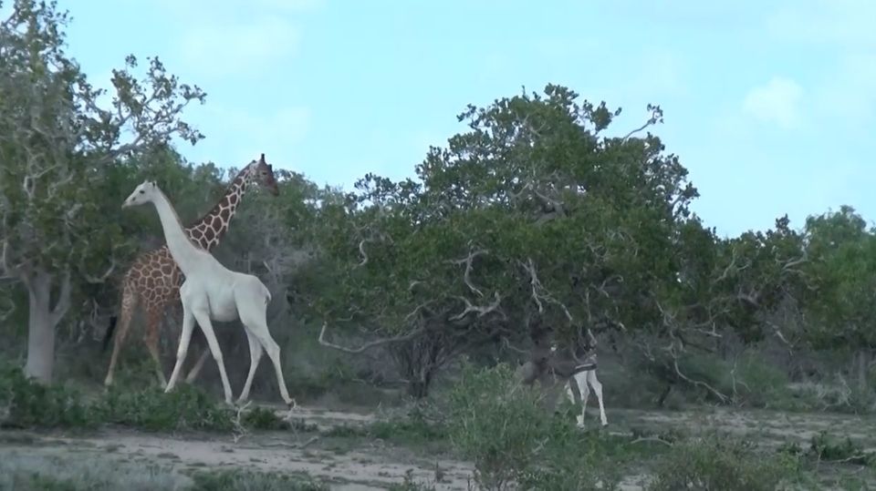 Weiße Giraffen