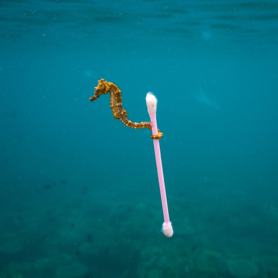 Justin Hofman, Finalist Wildlife Photographer of the Year, Sewage surfer