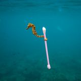 Justin Hofman, Finalist Wildlife Photographer of the Year, Sewage surfer