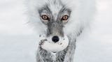 Sergey Gorshkov, Finalist Wildlife Photographer of the Year