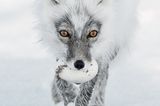 Sergey Gorshkov, Finalist Wildlife Photographer of the Year