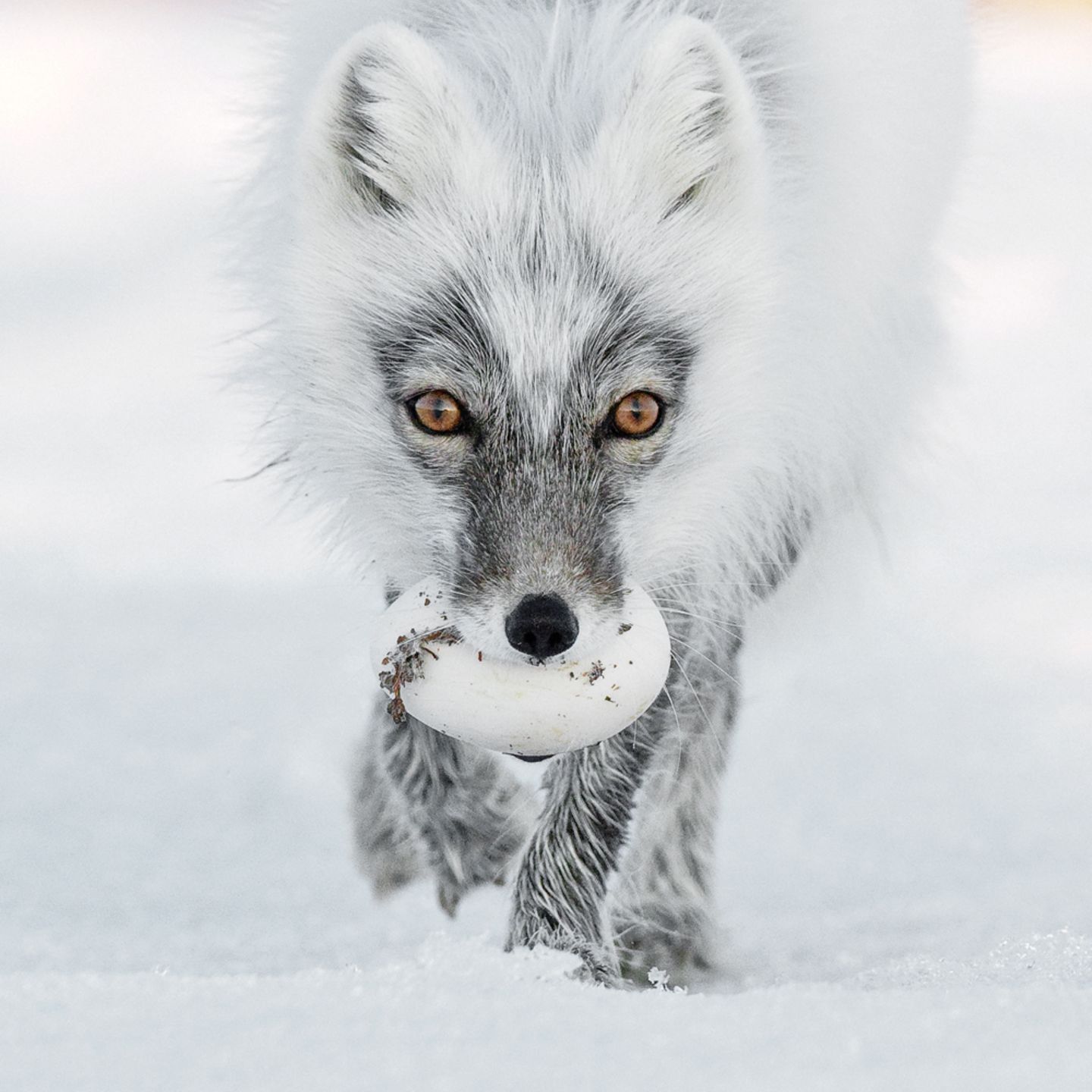Sergey Gorshkov, Finalist Wildlife Photographer of the Year