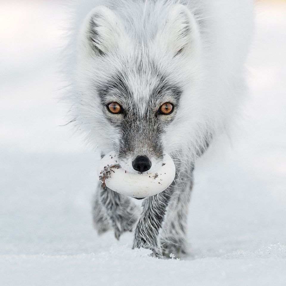 Sergey Gorshkov, Finalist Wildlife Photographer of the Year