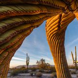 Jack Dykinga, Finalist Wildlife Photographer of the Year