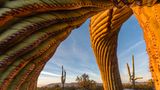 Jack Dykinga, Finalist Wildlife Photographer of the Year