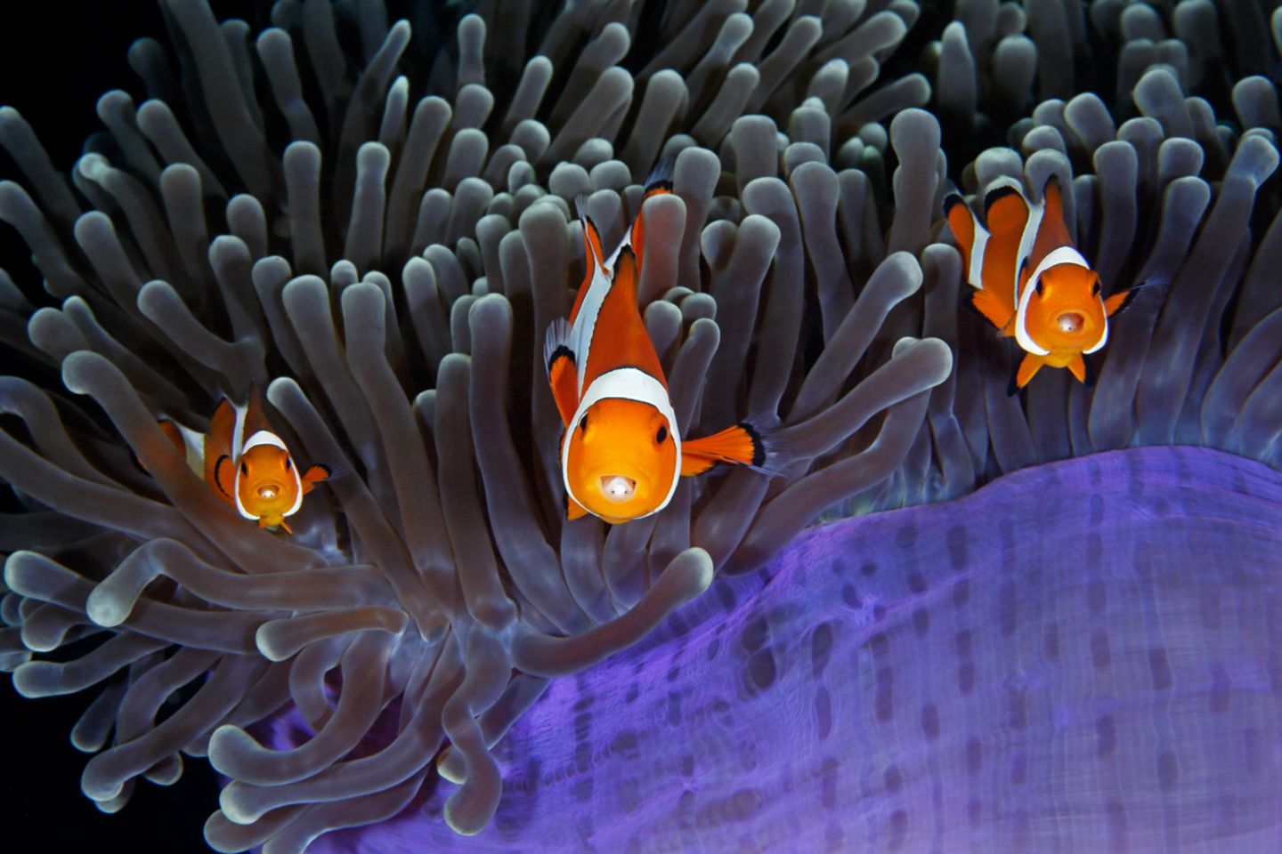 Qing Lin, Finalist Wildlife Photographer of the Year