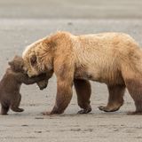 Ashleigh Scully, Finalist Wildlife Photographer of the Year