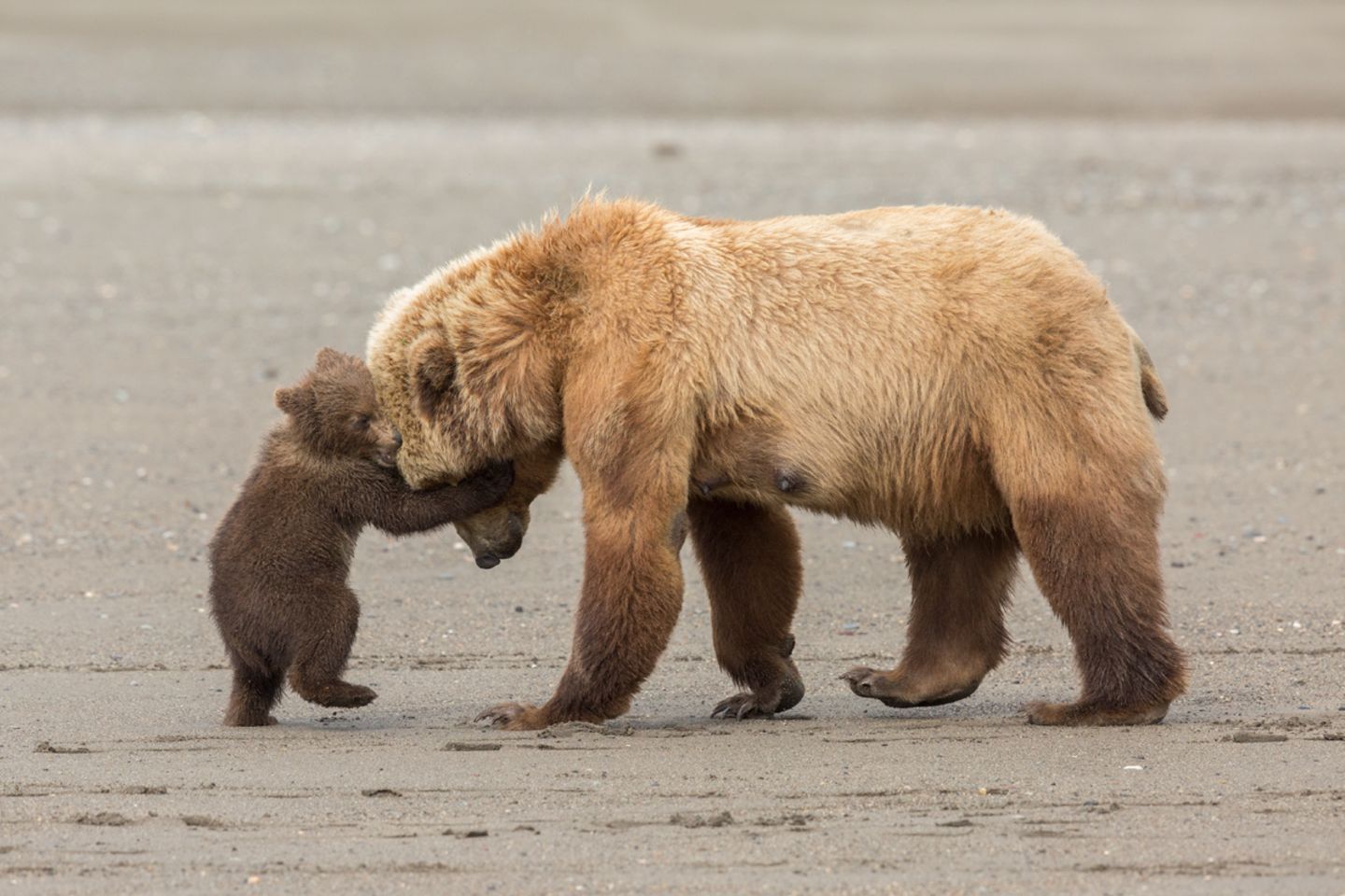 Ashleigh Scully, Finalist Wildlife Photographer of the Year