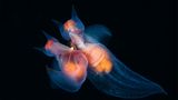 Andrey Narchuk, Finalist Wildlife Photographer of the Year
