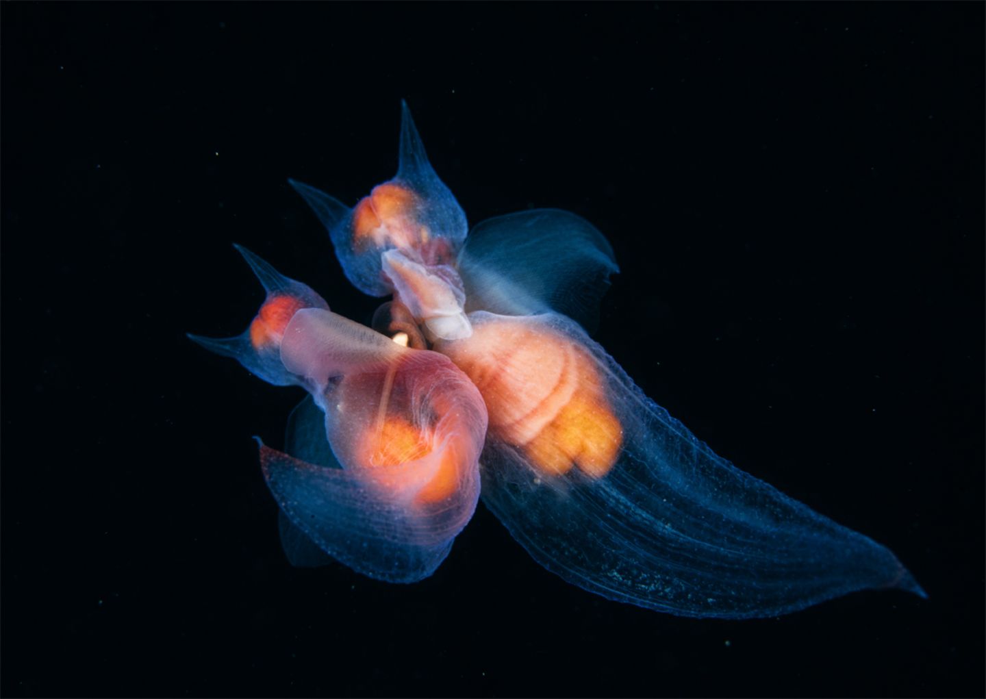 Andrey Narchuk, Finalist Wildlife Photographer of the Year