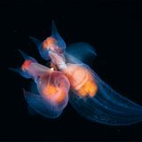 Andrey Narchuk, Finalist Wildlife Photographer of the Year