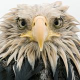 Klaus Nigge, Finalist Wildlife Photographer of the Year