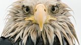 Klaus Nigge, Finalist Wildlife Photographer of the Year