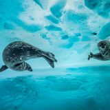 Laurent Ballesta, Finalist Wildlife Photographer of the Year