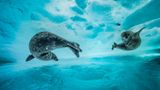 Laurent Ballesta, Finalist Wildlife Photographer of the Year