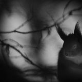 Mats Andersson, Finalist Wildlife Photographer of the Year