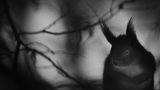 Mats Andersson, Finalist Wildlife Photographer of the Year
