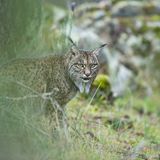 Laura Albiac Vilas, Finalist Wildlife Photographer of the Year