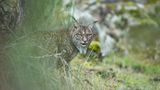 Laura Albiac Vilas, Finalist Wildlife Photographer of the Year
