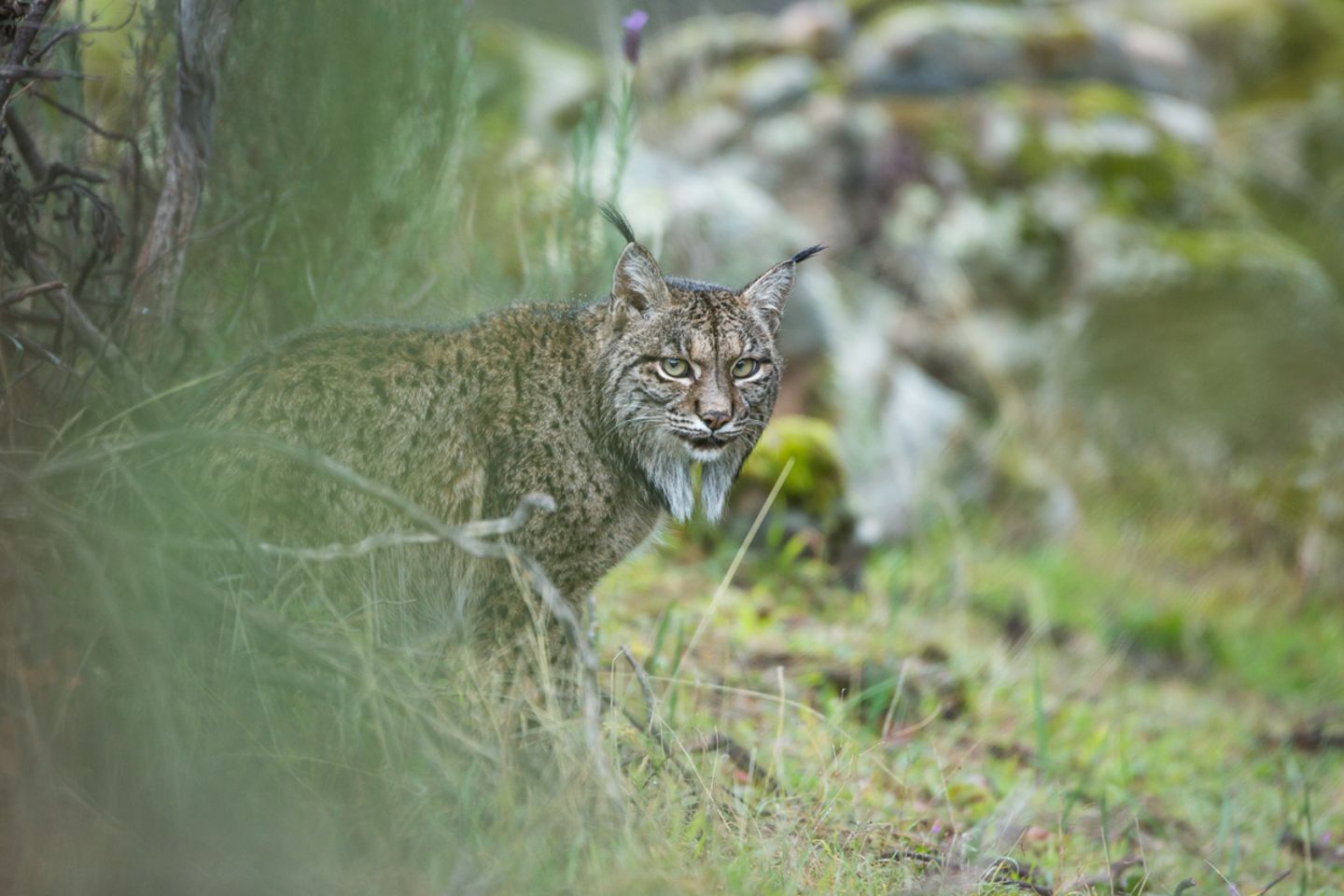 Laura Albiac Vilas, Finalist Wildlife Photographer of the Year
