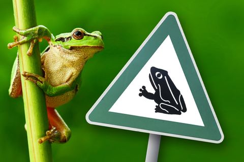 Frosch Tierschutz