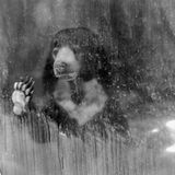 Jo-Anne McArthur, Captive