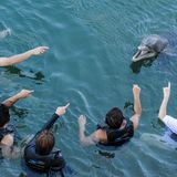 Jo-Anne McArthur, Captive