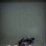 Jo-Anne McArthur, Captive