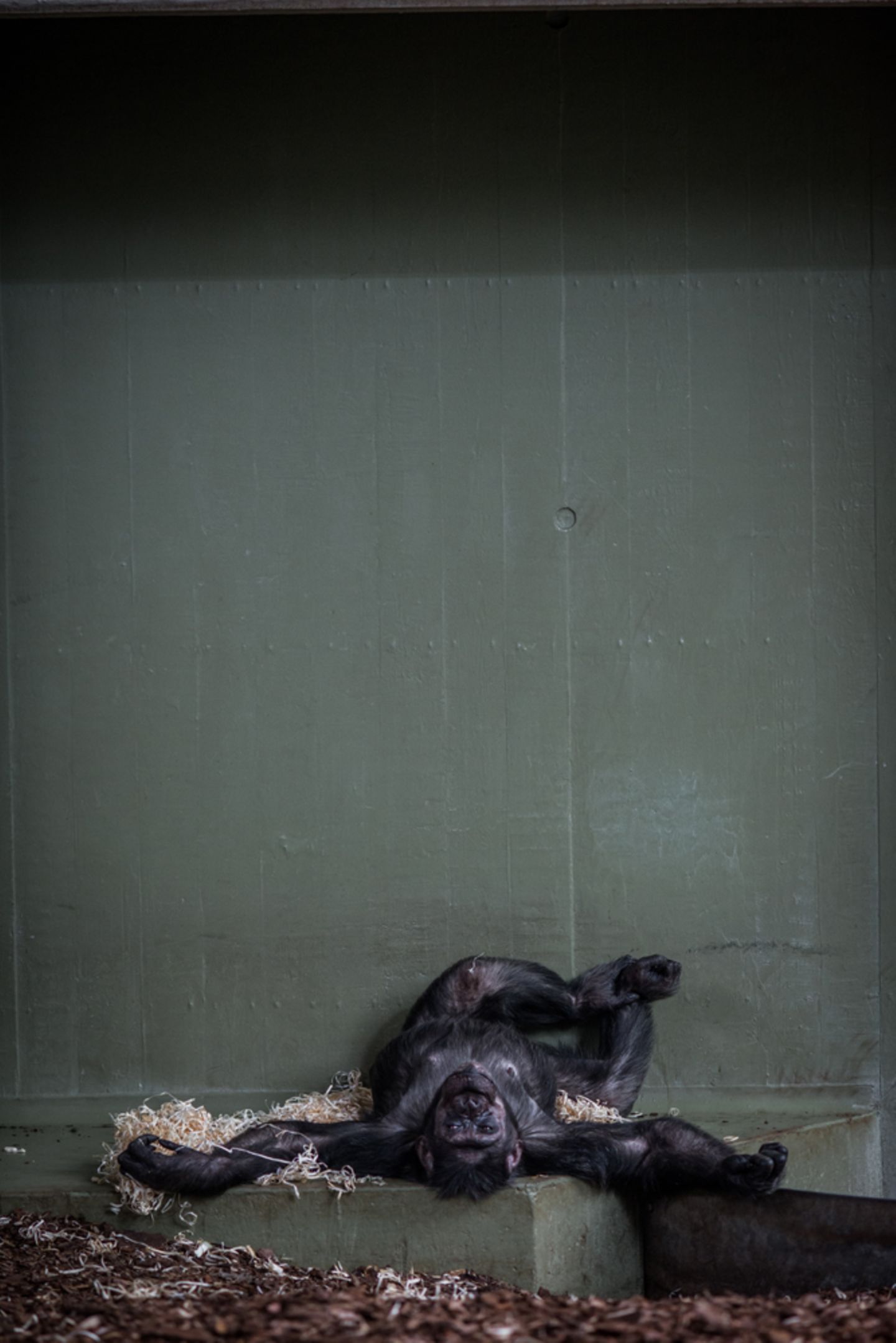 Jo-Anne McArthur, Captive