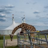 Jo-Anne McArthur, Captive