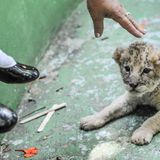 Jo-Anne McArthur, Captive