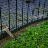 Jo-Anne McArthur, Captive