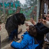 Jo-Anne McArthur, Captive