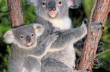 Koalamutter mit Jungtier