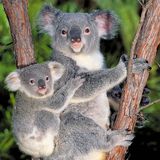 Koalamutter mit Jungtier