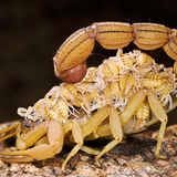 Skorpion Mutter