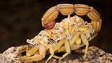 Skorpion Mutter
