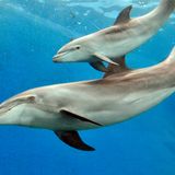 Delfine