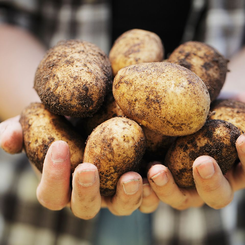 Hände mit Kartoffeln