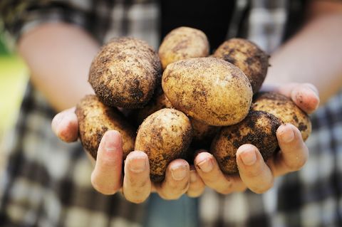 Hände mit Kartoffeln