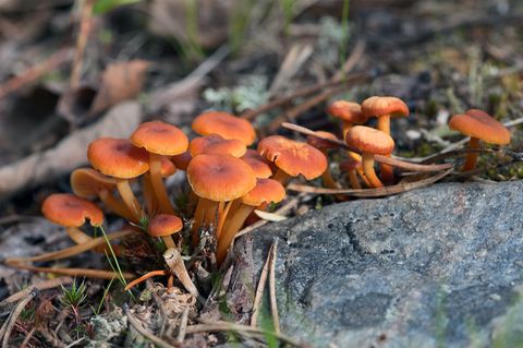 Pilze am Boden