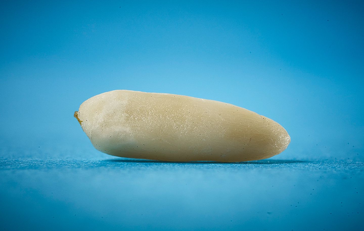 Pinienkern