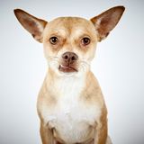 Richard Phibbs - Rescue me