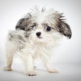 Richard Phibbs - Rescue me