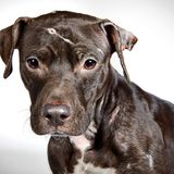 Richard Phibbs - Rescue me