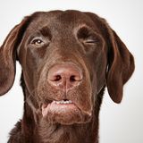 Richard Phibbs - Rescue me