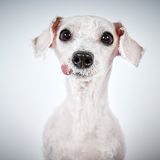 Richard Phibbs - Rescue me