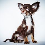 Richard Phibbs - Rescue me