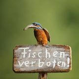 Eisvogel
