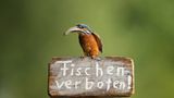 Eisvogel